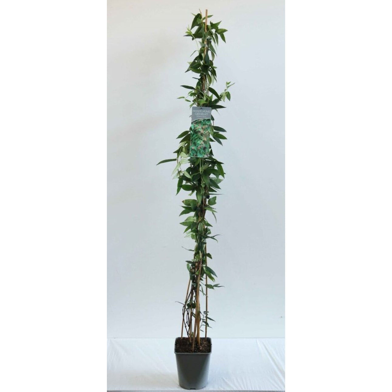 Kaprifol – Lonicera henryi - C5 125-175 CM Stick